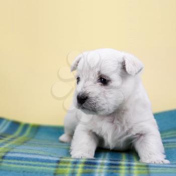 White puppy on a plaid, with a yellow background
