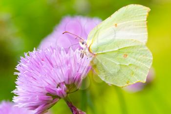Brimstone butterfly on a chive flower
