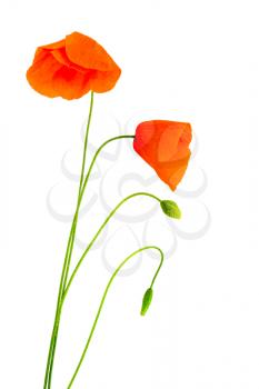 Fragile poppies over a white background
