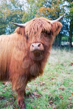 Highland cow in the meadow in autumn