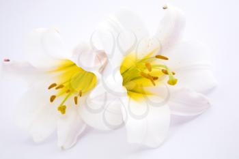 White Lilies background