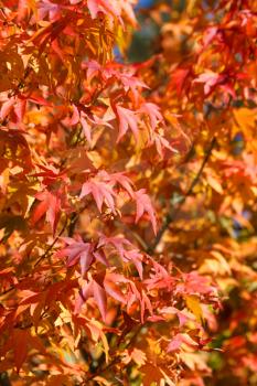Japanese Maple leaves, swallow depth of field