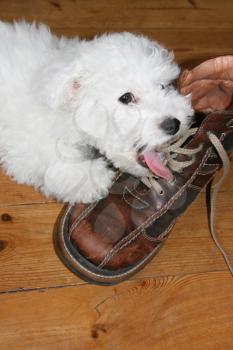 Naughty puppy licking shoelaces (bichon frise)