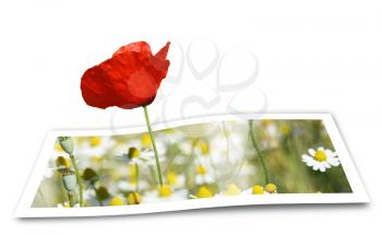 Poppy looming from a printed photo paper, over white
