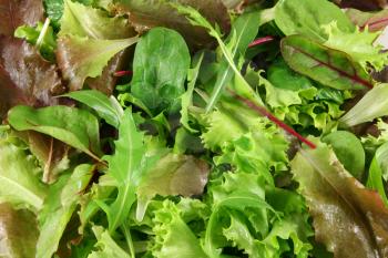 Mixed lettuces closeup