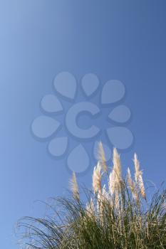 Pampas grass (Cortaderia selloana) over a shaded blue sky (vertical)