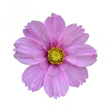 Purple flower isolated on white, with yellow heart
