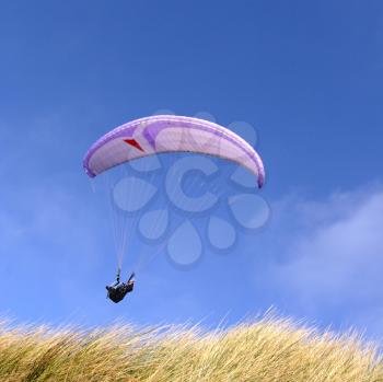 Purple paraglider passing over grass (vertical)