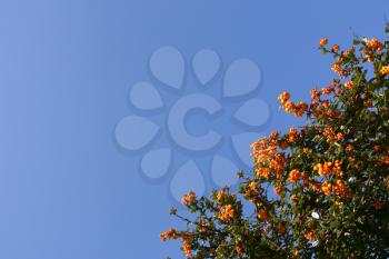 Shrub with red berries over a shaded blue sky (horizontal)