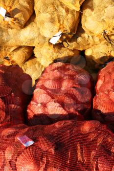 Scallop shells in nets