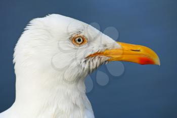 Macro of a seagull's head