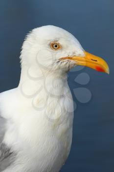 Macro of a seagull