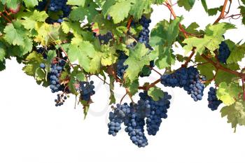 Vineyard background isolated on white, clipping path included
