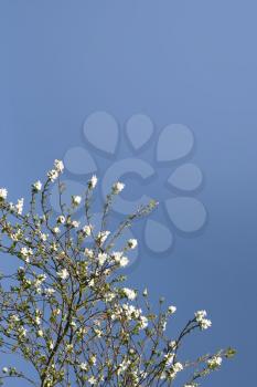 Shrub with white flowers over a shaded blue sky (vertical)