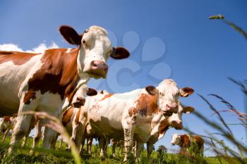 Royalty Free Photo of Cattle in a Field