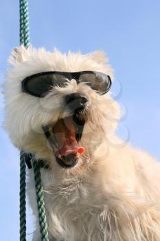 Royalty Free Photo of a Westie Dog in Sunglasses