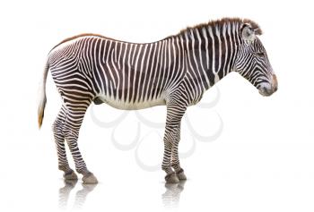 Side view of a Zebra isolated on white