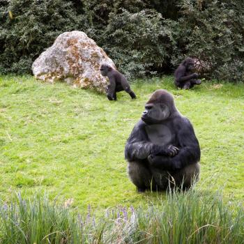 Gorilla sitting in the grass, caring the childs