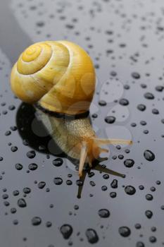 Snail after the rain on a wet surface with some water drops