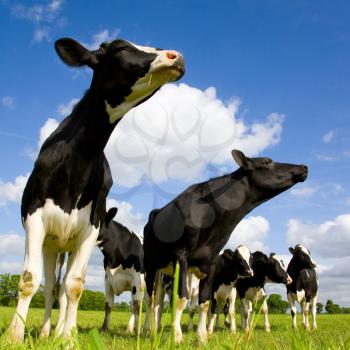Holstein cows sniffing the air