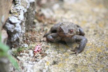 Toad on the rock, macro photography