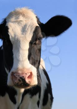 Portrait of Holstein cow over a blue sky