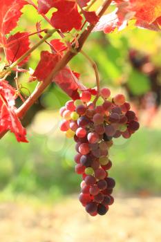 Grape vines at harvest time in France
