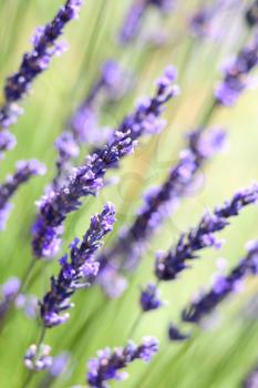 Lavender flowers background with swallow depth of field