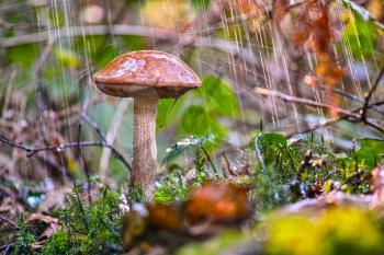 Boletus mushroom in the forest during the rain