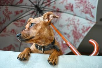 Miniature Pinscher dog waiting her owner on the sofa, viewed from below
