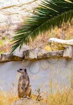Meerkat (Suricate) sitting in the nature