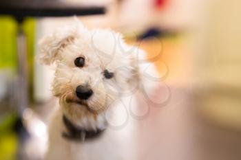 Close up of expressive white bichon frise dog with blur light bokeh background for copy space