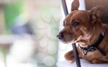 Miniature pinscher dog at home, bokeh and copy space