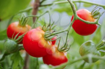 Red tomatoes on grape growing  in the gardfen
