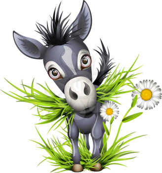 Little shaggy grey donkey eating grass