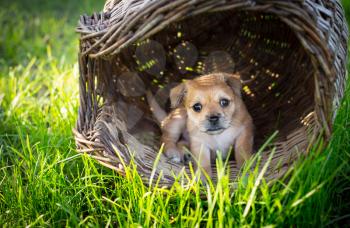 Brown puppy in a wicker basket in the nature