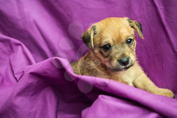 Cute puppy in folds of purple fabric