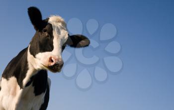 Holstein cow over blue sky with copy space for text