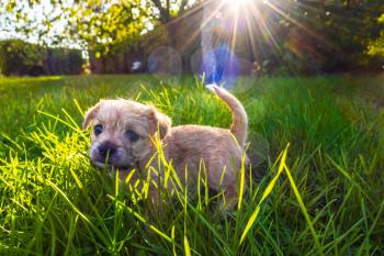 Brown puppy playing in enlightened grass