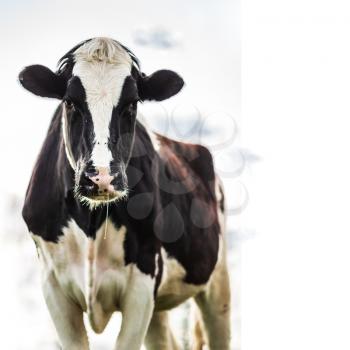 Holstein cow standing over white sky with copy space for text