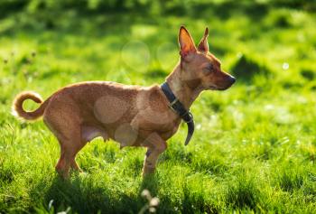 Miniature pinscher dog in the green nature
