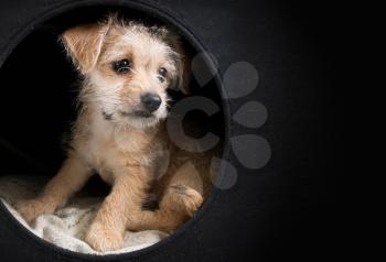 Cute brown puppy in a dark box looking right with, copy space