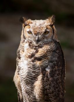 Great horned owl in the nature
