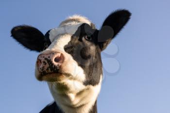 Holstein cow portrait over blue background