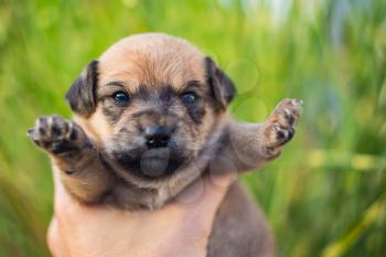 Adorable newborn puppy dog in hands
