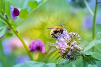 Common carder bee (Bombus pascuorum) collecting pollen on phacelia
