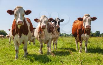 Group of cows in the green pasture