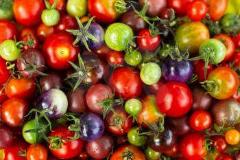 Set of colorful cherry tomatoes, Top view