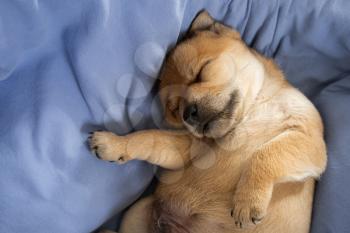 Newborn puppy dreaming on a blue blanket
