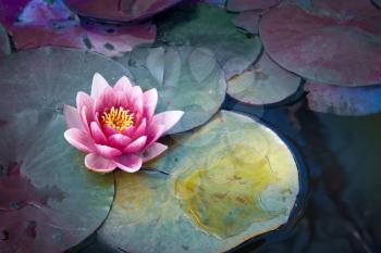 Pink waterlily or lotus flower in dark pond